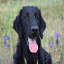images/Immagini/I_miei_cani/Ulisse/Ulisse1.jpg