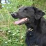 images/Immagini/I_miei_cani/Ulisse/Ulisse4.jpg