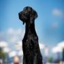 images/Immagini/I_miei_cani/Vic/IMG_3076.jpg